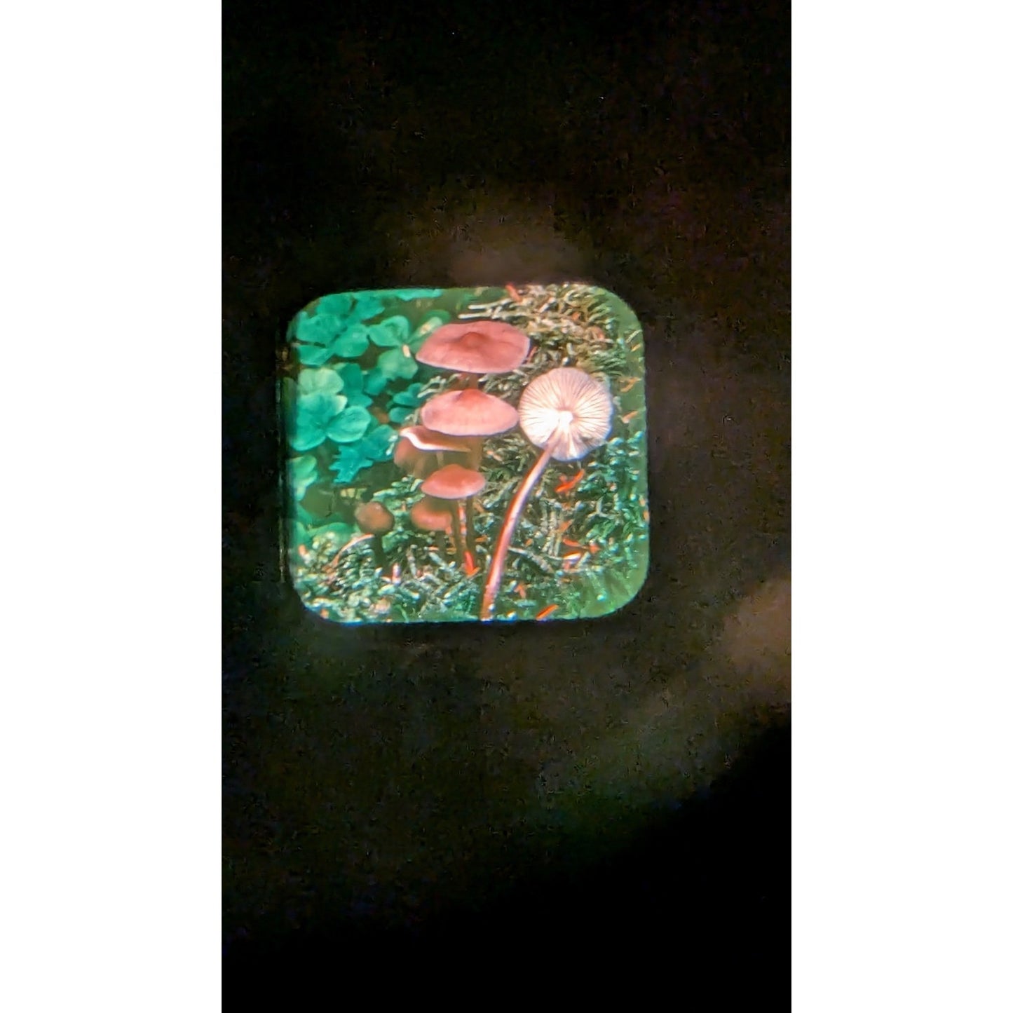 Vintage View-Master w/ Set of 33 Reels Mushrooms In Their Natural Habitats