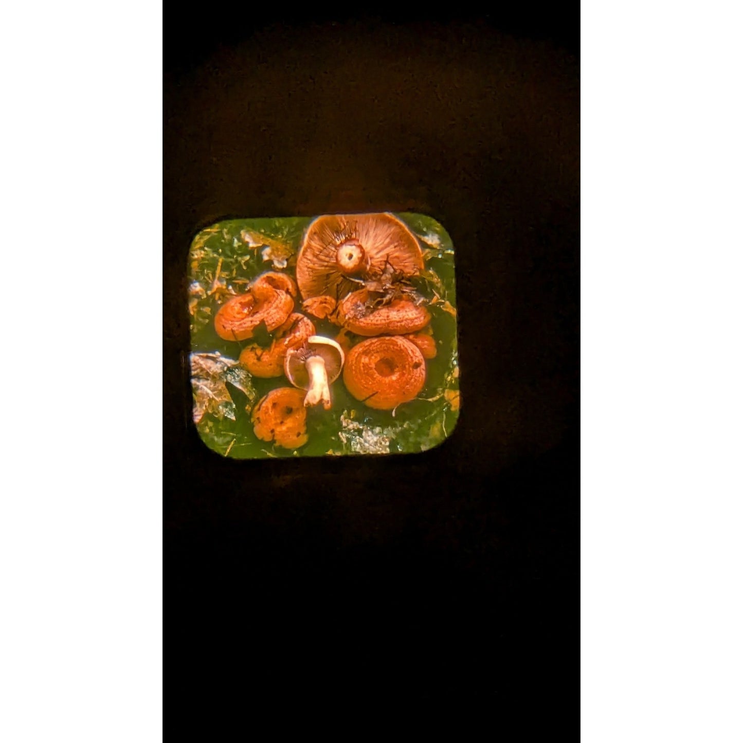 Vintage View-Master w/ Set of 33 Reels Mushrooms In Their Natural Habitats