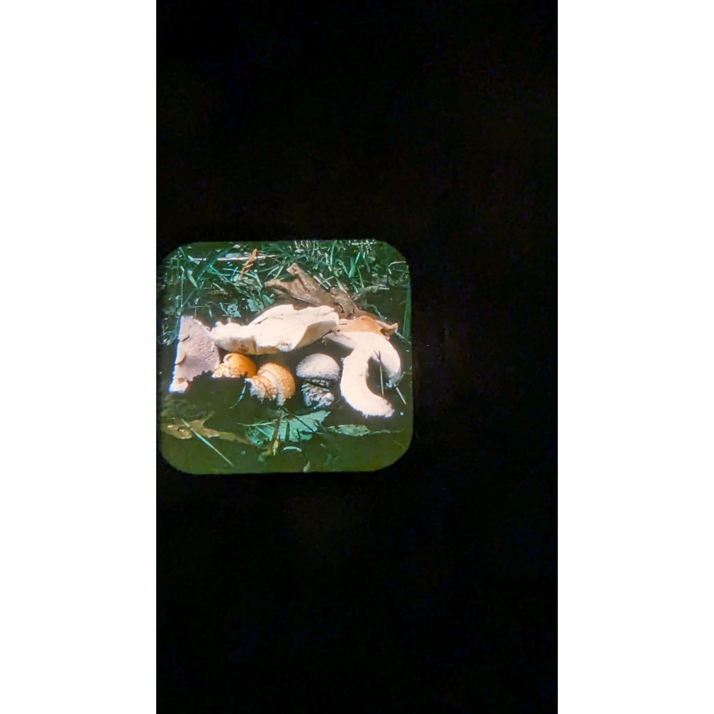 Vintage View-Master w/ Set of 33 Reels Mushrooms In Their Natural Habitats