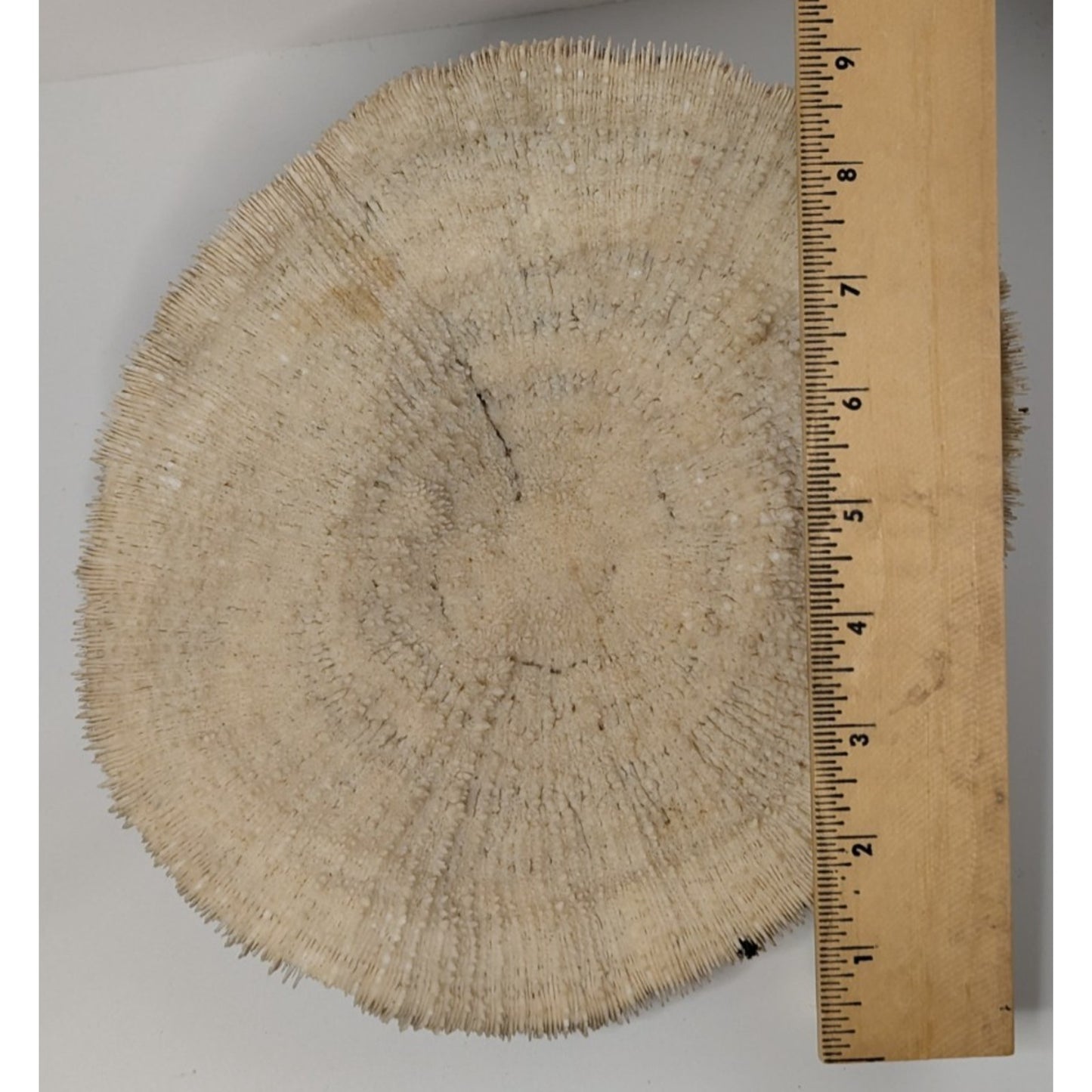 Natural Dried Mushroom Coral Razor Plate Nautical Coastal 9x8" 3lb 10oz