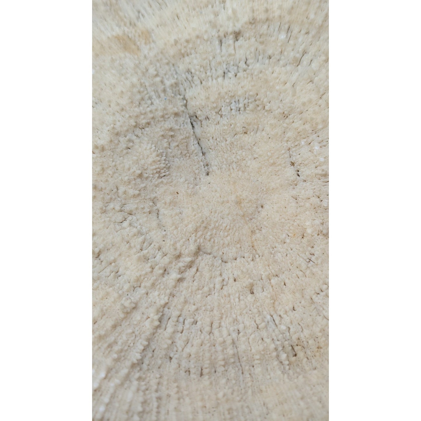 Natural Dried Mushroom Coral Razor Plate Nautical Coastal 9x8" 3lb 10oz