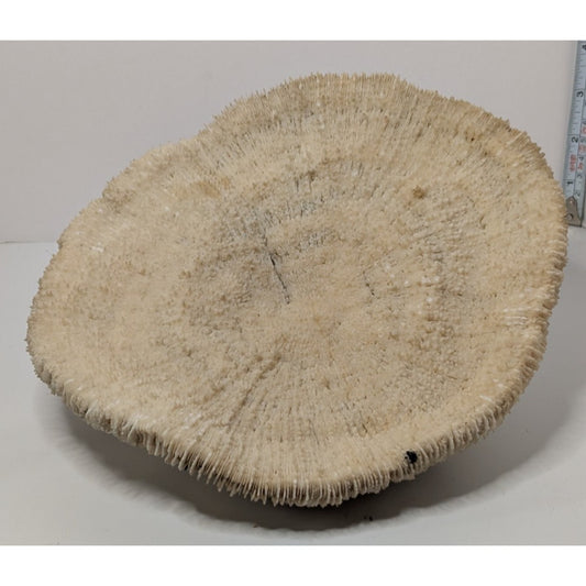 Natural Dried Mushroom Coral Razor Plate Nautical Coastal 9x8" 3lb 10oz