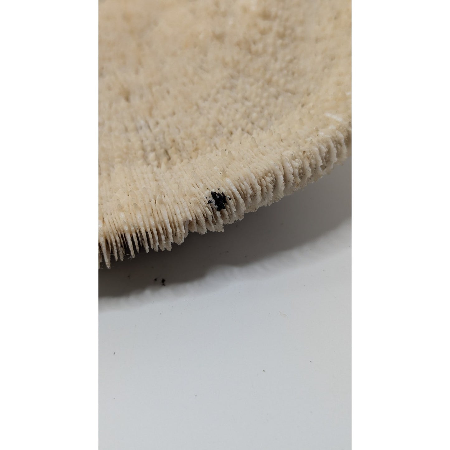 Natural Dried Mushroom Coral Razor Plate Nautical Coastal 9x8" 3lb 10oz
