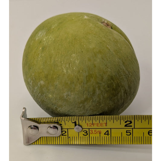 Vintage Green Hand Painted Italian Alabaster Stone Fruit Greengage Plum 9oz