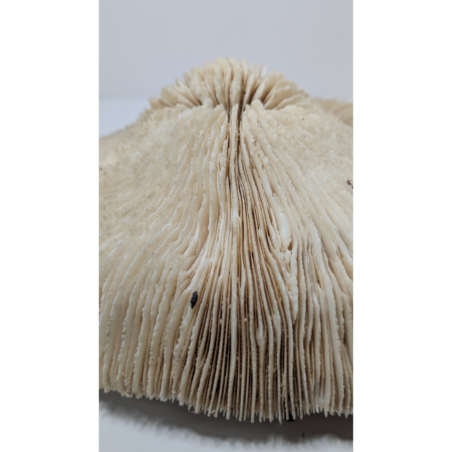 Natural Dried Mushroom Coral Razor Plate Nautical Coastal 9x8" 3lb 10oz
