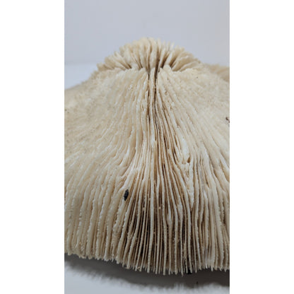 Natural Dried Mushroom Coral Razor Plate Nautical Coastal 9x8" 3lb 10oz