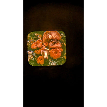 Vintage View-Master w/ Set of 33 Reels Mushrooms In Their Natural Habitats