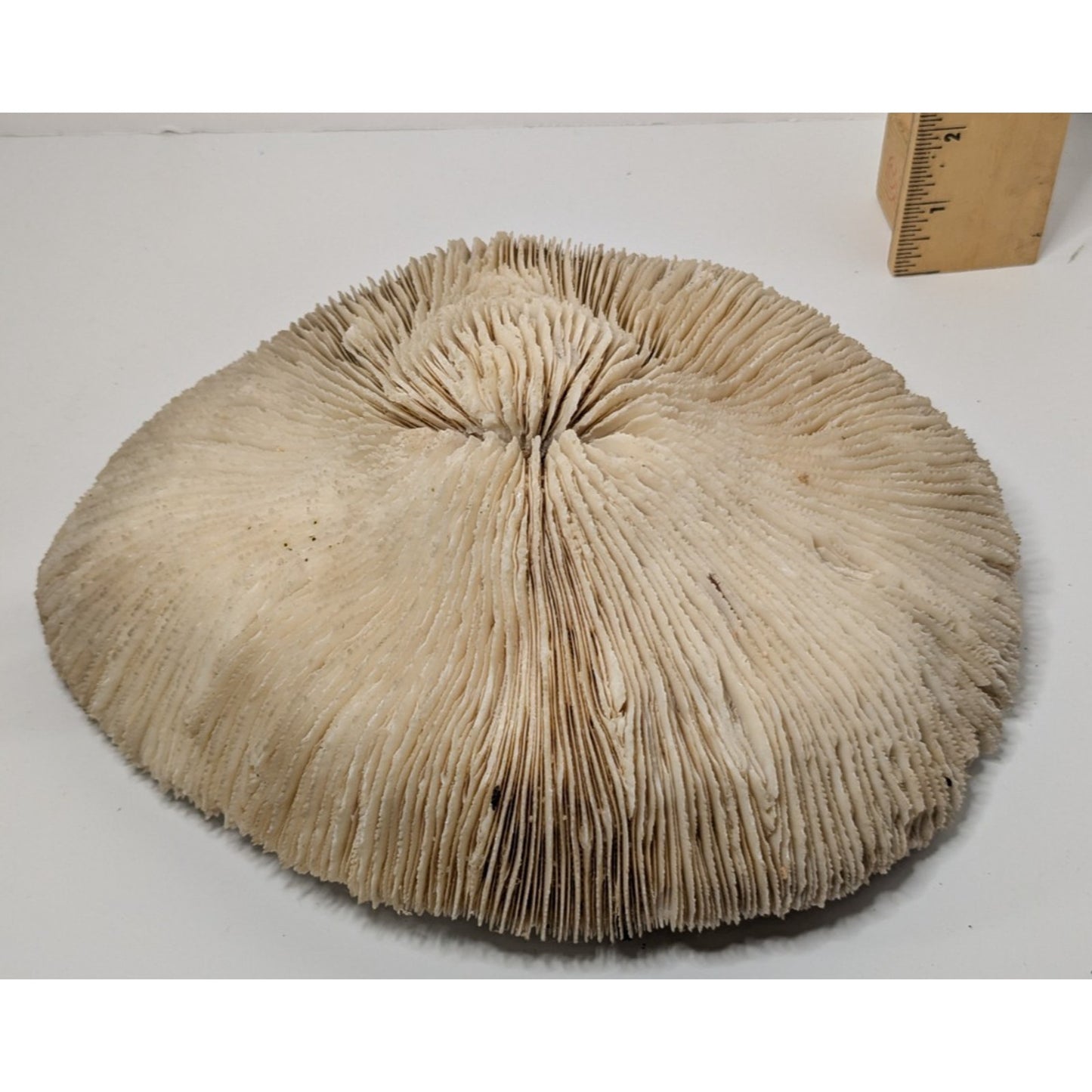 Natural Dried Mushroom Coral Razor Plate Nautical Coastal 9x8" 3lb 10oz