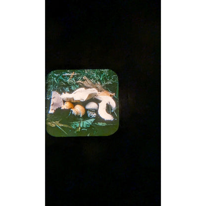 Vintage View-Master w/ Set of 33 Reels Mushrooms In Their Natural Habitats