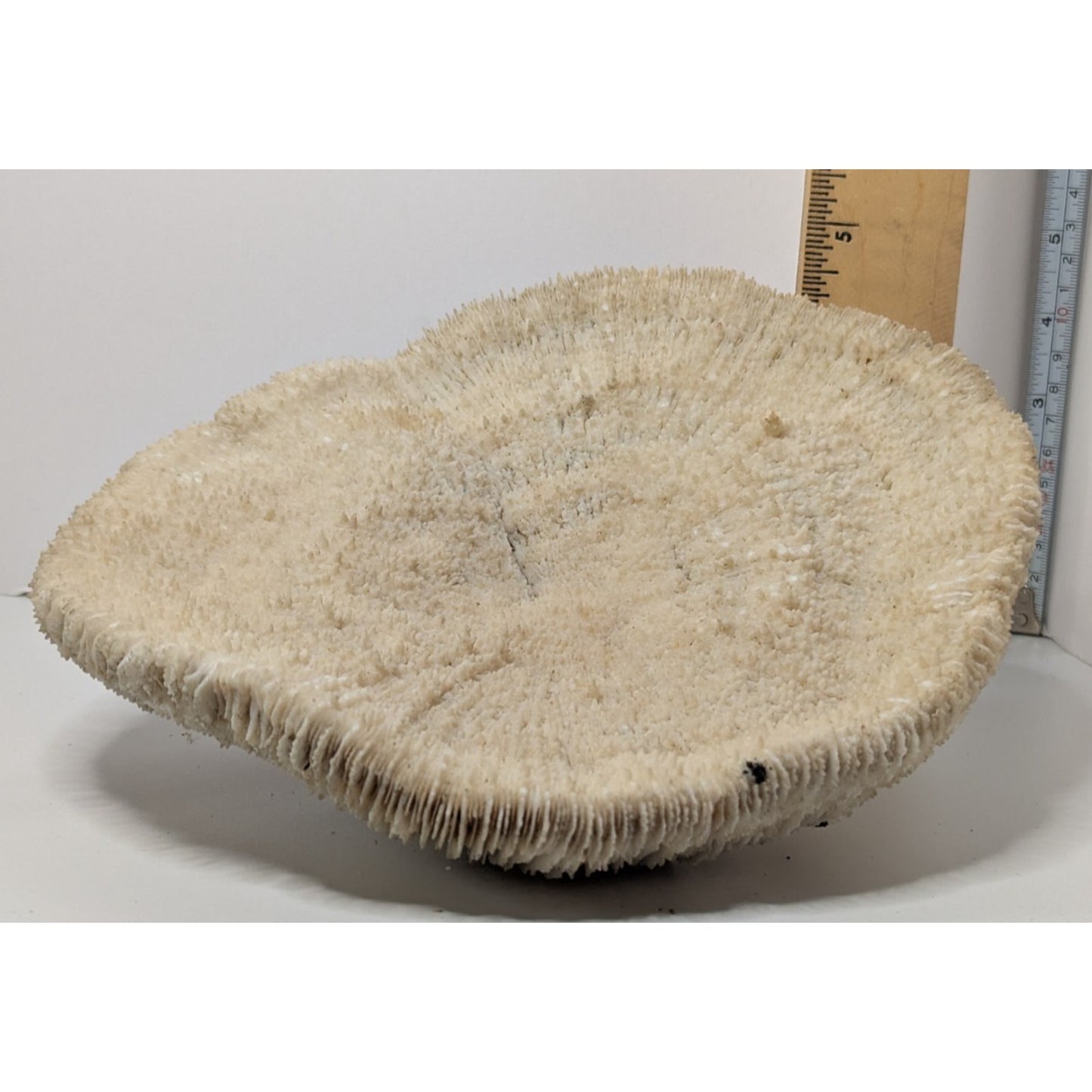 Natural Dried Mushroom Coral Razor Plate Nautical Coastal 9x8" 3lb 10oz