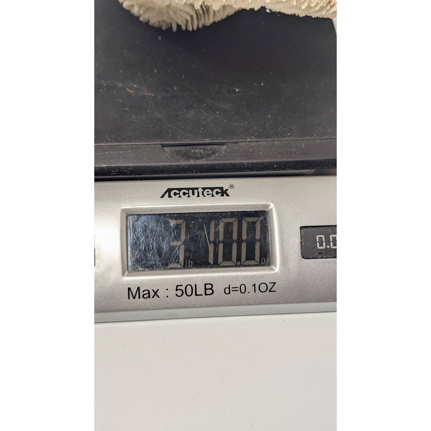 Natural Dried Mushroom Coral Razor Plate Nautical Coastal 9x8" 3lb 10oz