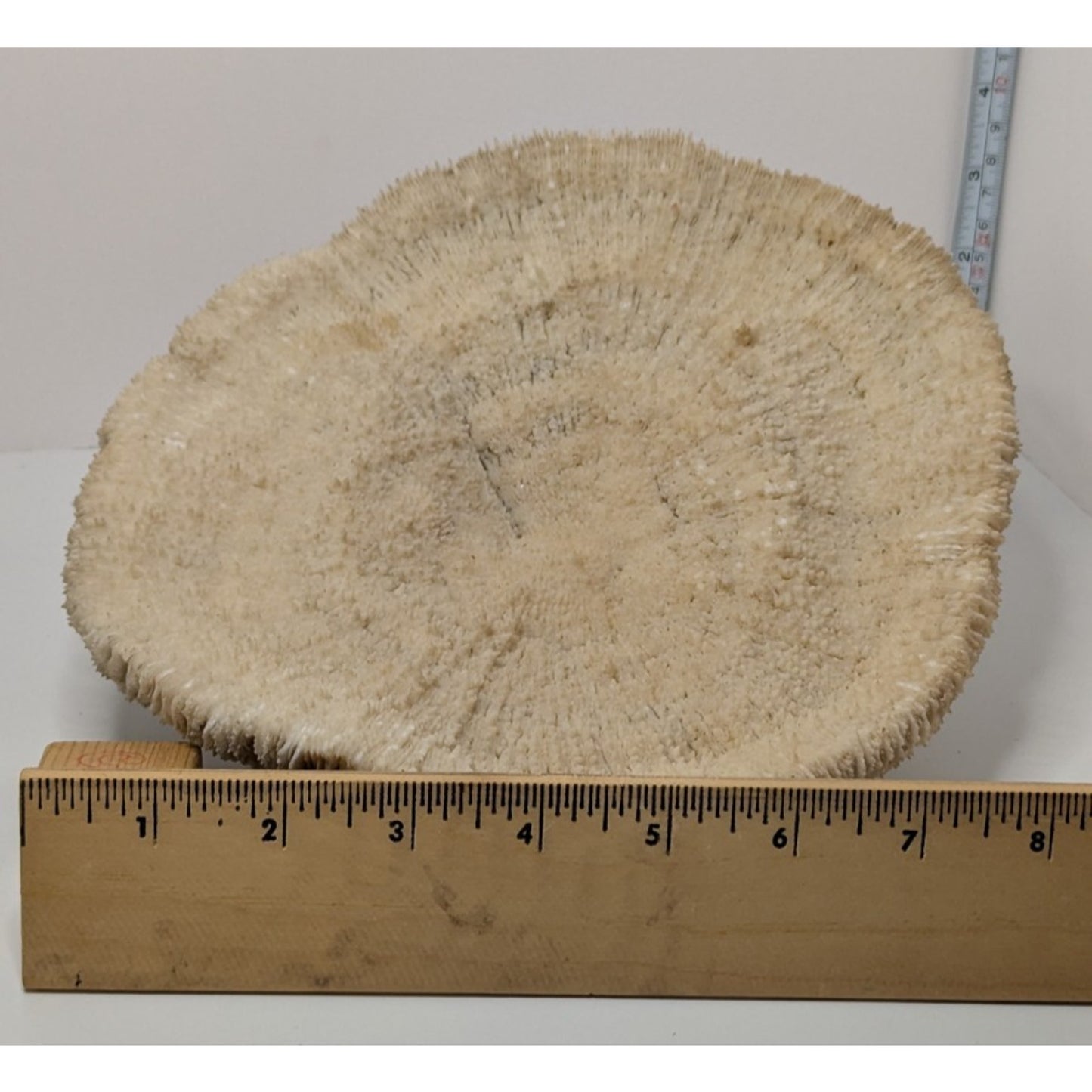 Natural Dried Mushroom Coral Razor Plate Nautical Coastal 9x8" 3lb 10oz