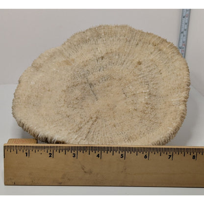 Natural Dried Mushroom Coral Razor Plate Nautical Coastal 9x8" 3lb 10oz