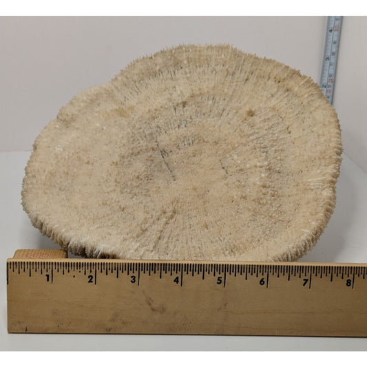 Natural Dried Mushroom Coral Razor Plate Nautical Coastal 9x8" 3lb 10oz