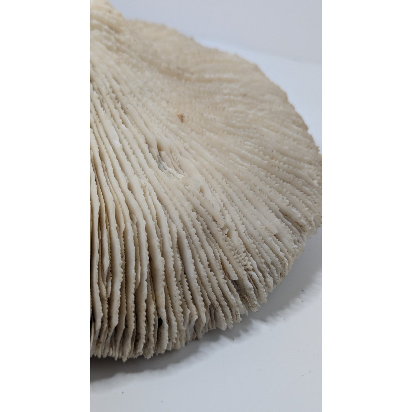 Natural Dried Mushroom Coral Razor Plate Nautical Coastal 9x8" 3lb 10oz