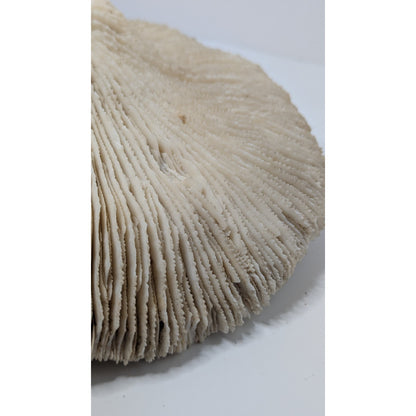 Natural Dried Mushroom Coral Razor Plate Nautical Coastal 9x8" 3lb 10oz
